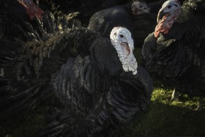 DELSOL AT THE RHUG ESTATE... Pictured are the Turkeys.