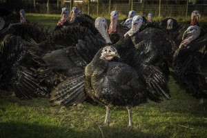 DELSOL AT THE RHUG ESTATE... Pictured are the Turkeys.