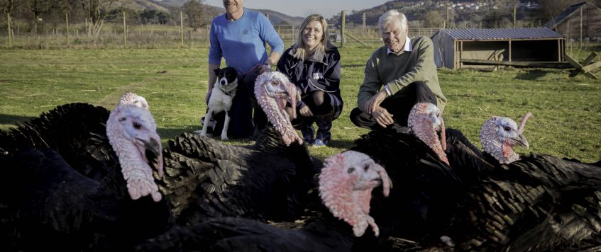 Cosseted Christmas turkeys destined for top chefs’ tables thanks to delivery firm Delsol